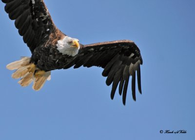 20100731 - 1 326 Bald Eagle 2.jpg