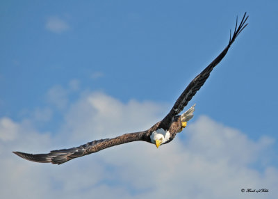 20100731 - 1 298 Bald Eagle.jpg