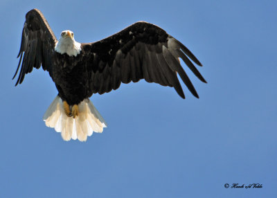 20100731 - 1 364 Bald Eagle 2 .jpg