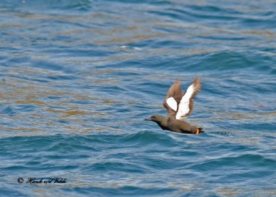 20100731 - 2 151 Black Guillemot SERRIES.jpg