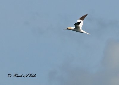 20100731 - 2 066 Northern Gannet SERIES.jpg