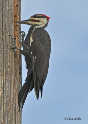 20100811 209 Pileated Woodpecker SERIES.jpg