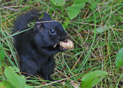 20100823 131 Black (melanistic) Eastern Chipmunk SERIES.jpg