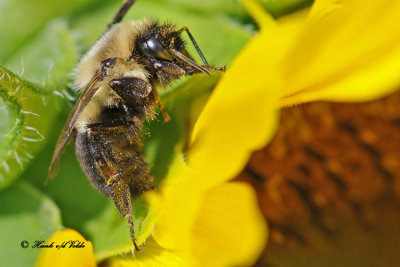20100820 147 Bumble Bee.jpg