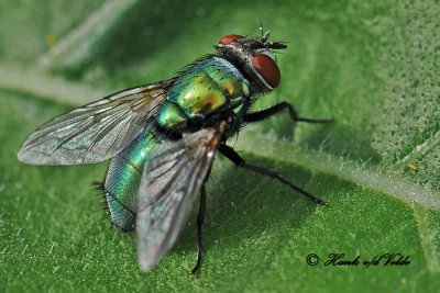 20100820 281 Green Bottle Fly 1c .jpg