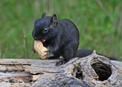 20100825 - 2 011 Black (melanistic) Chipmunk SERIES.jpg