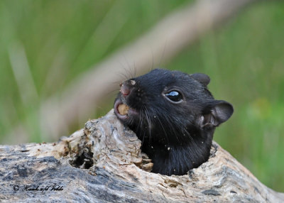 20100825 171 Black (melanistic) Chipmunk SERIES.jpg