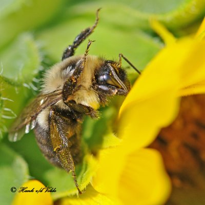 20100820 183 Bumble Bee.jpg