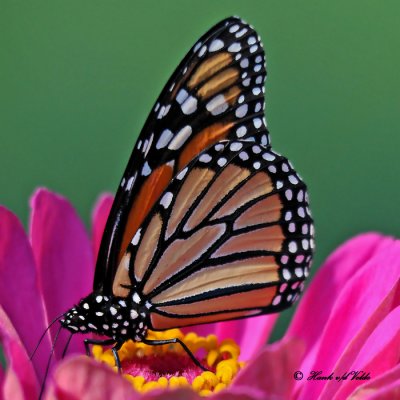 20100907 047 Monarch Butterfly SERIES.jpg