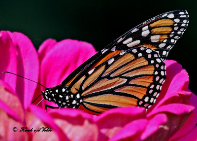 20100907 010 Monarch Butterfly NX2-2 SERIES.jpg