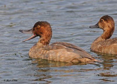 20100922 096 Redhead Ducks NX2 SERIES.jpg