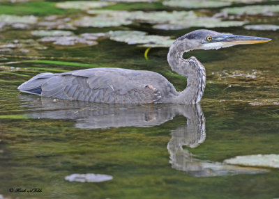 great blue heron