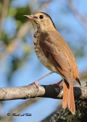 20100928 096 Hermit Thrush SERIES.jpg