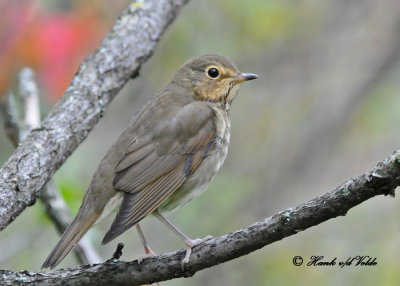 20100927 270 Swainson's Thrush SERIES.jpg