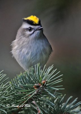 20101012 035 Golden-crowned Kinglet NX2 - 3.jpg