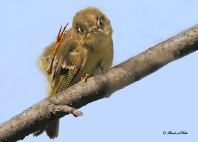 20101012 111 Ruby-crowned Kinglet NX2 - 1a.jpg