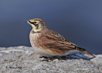 20101020 475 Horned Lark SERIES.jpg