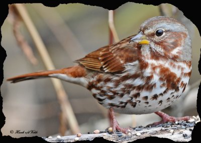 20101022 120 Fox Sparrow 1c SERIES.jpg