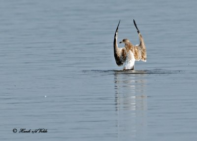 20100802 110 Ring-billed Gull SERIES.jpg