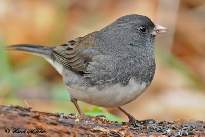 20101022 005 Dark-eyed Junco 1c.jpg