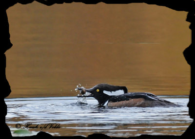 20101014 279 Hooded Mergansers SERIES.jpg