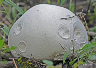 20100901 335 Puffball.jpg