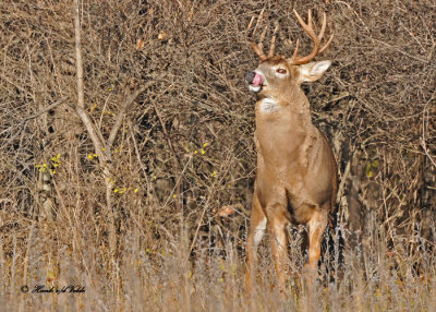 20101110 216 White-tailed Buck, 10 pointer SERIES.jpg
