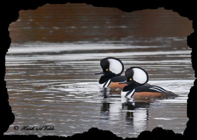 20101014 133 Hooded Mergansers 2 NX2 - 1r.jpg