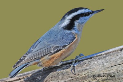 20101111 180 SERIES -  Red-breasted Nuthatch.jpg