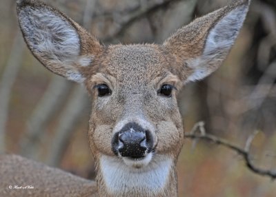 20101106 176 White-tailed Deer.jpg