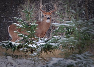 20101127 085 White-tailed Buck, smaller 10 pointer SERIES.jpg