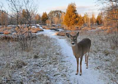 20101126 376 White-tailed Deer.jpg