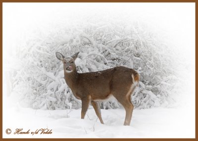 20100102 118 White-tailed Deer2.jpg