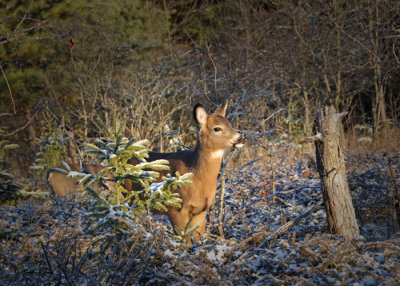 20101126 226-1R1 White-tailed Deer (fawn), OQTr.jpg
