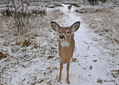 20101203 679 White-tailed Deer, OQTr SERIES.jpg