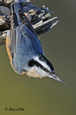 20101111 330 Red-breatsed Nuthatch.jpg