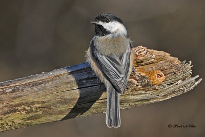 20101112 028 Chickadee, SERIES.jpg