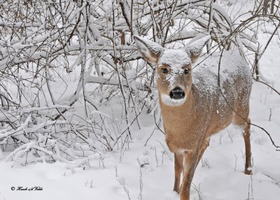 20101214 248 White-tailed Deer HP SERIES.jpg