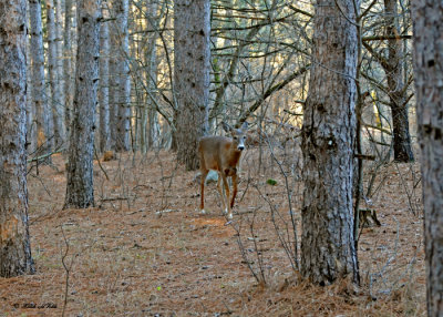 20101123 228 White-tailed Deer NX2 - 1.jpg
