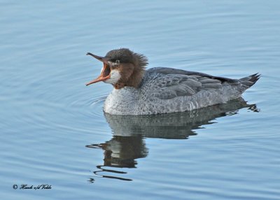 20101220 114 Common Merganser. HP.jpg