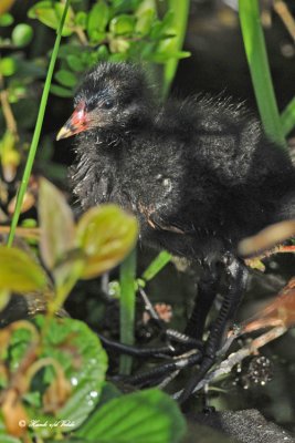 20100525 684 Common Moorhen,  Waterhoen.jpg