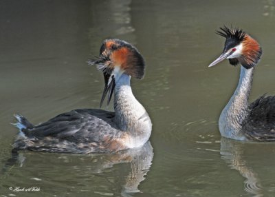 20100525 196 Great Crested Grebes - Fuut.jpg