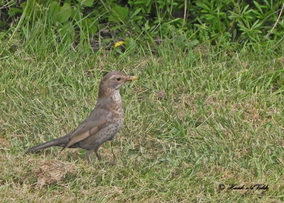 20100605 603 Mistle Thrush - Zanglijster (Turdus Viscivorus).jpg