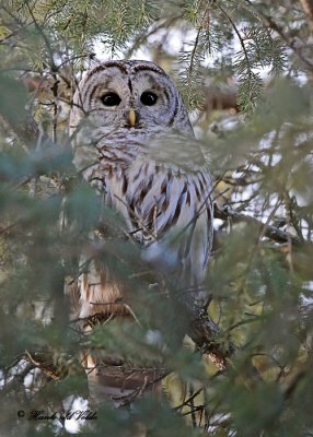 barred owls