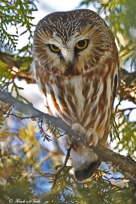 20110105 - 2 057, 364 SERIES,  Northern Saw-whet Owl3 HP.jpg