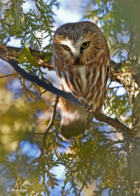 20110105 - 2 058,227 SERIES Northern Saw-whet Owl HP NX2 - 2.jpg