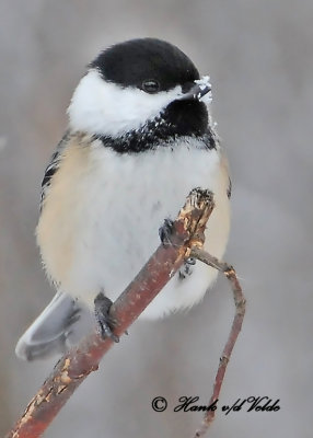 20110105 046 SERIES Black-capped Chickadee.jpg