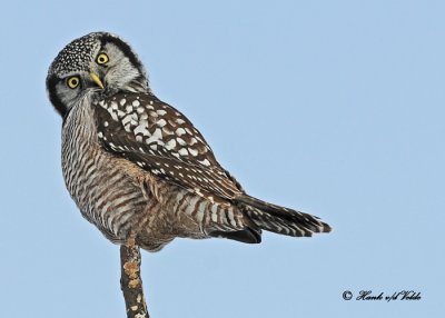 20110110 131 Northern Hawk Owl2 HP.jpg