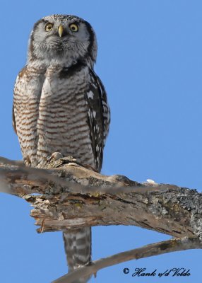 20100222 142 SERIES-Northern Hawk Owl2a.jpg