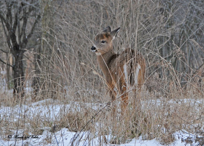 20101213 048 White-tailed Deer - fawn HP.jpg